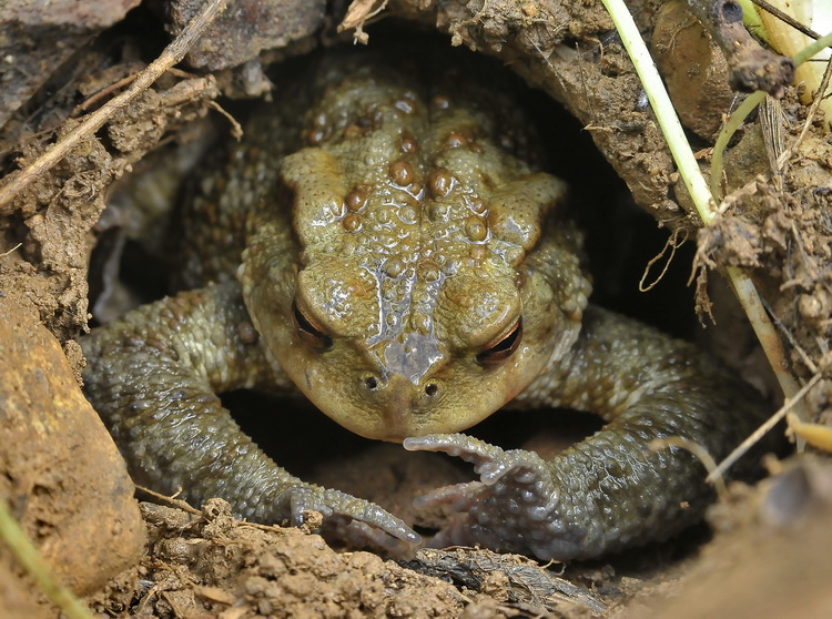 Una bella femmina di Rospo... Bufo bufo